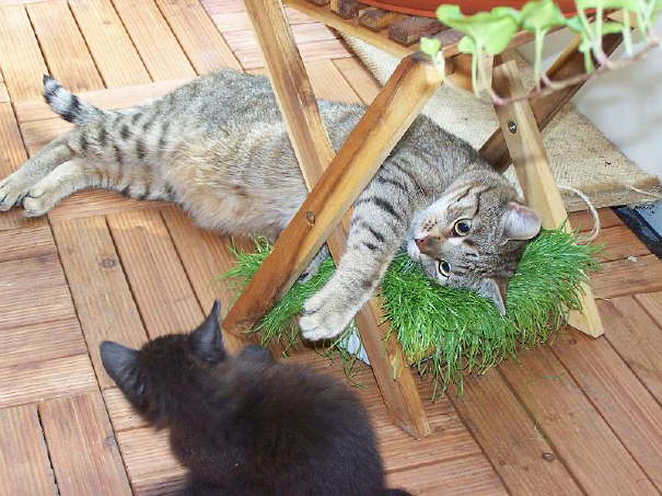 Hey kleene Maus, spiel mit mir